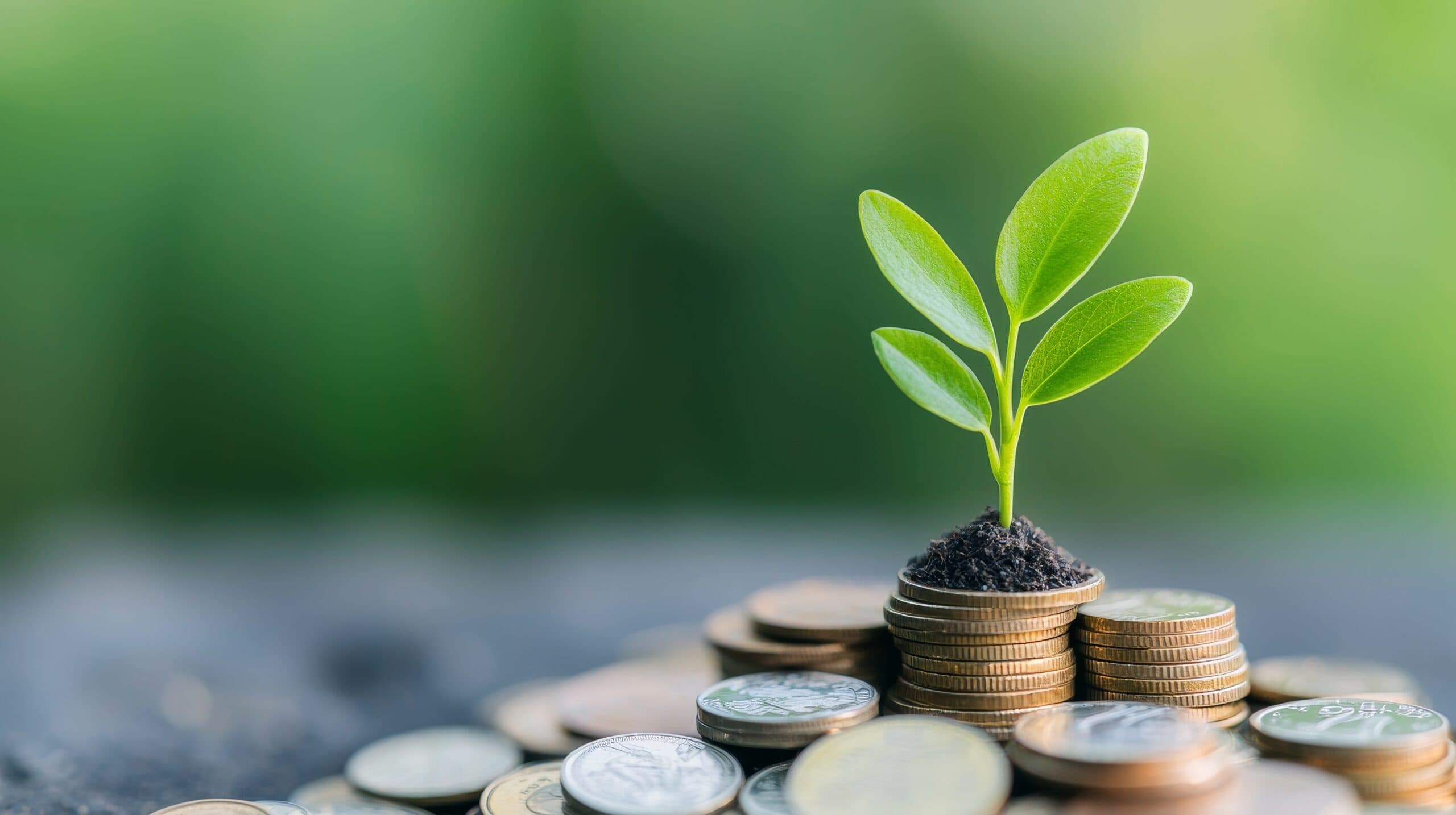Small green plant growing from a stack of coins symbolizing savings account growth
